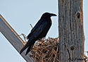 Corvus corax